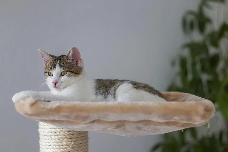 Hur du får din katt att använda klösträdet – Tips och rekommendationer