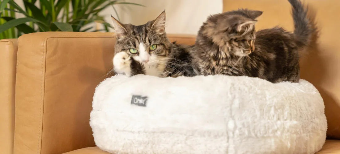 Ge din katt en trygg viloplats – därför är det avgörande för dess välmående