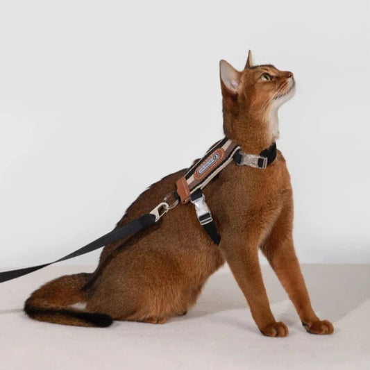 HiDream Stripe Series kattsele - Djurslottet