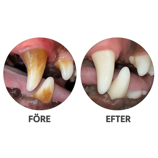 Före- och efterbild på hundtänder med tandsten jämfört med rena tänder efter ultraljudsrengöring