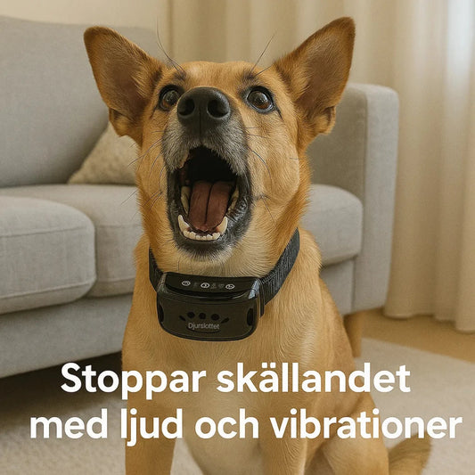 Djurslottets antiskällhalsband svart färg på en hund