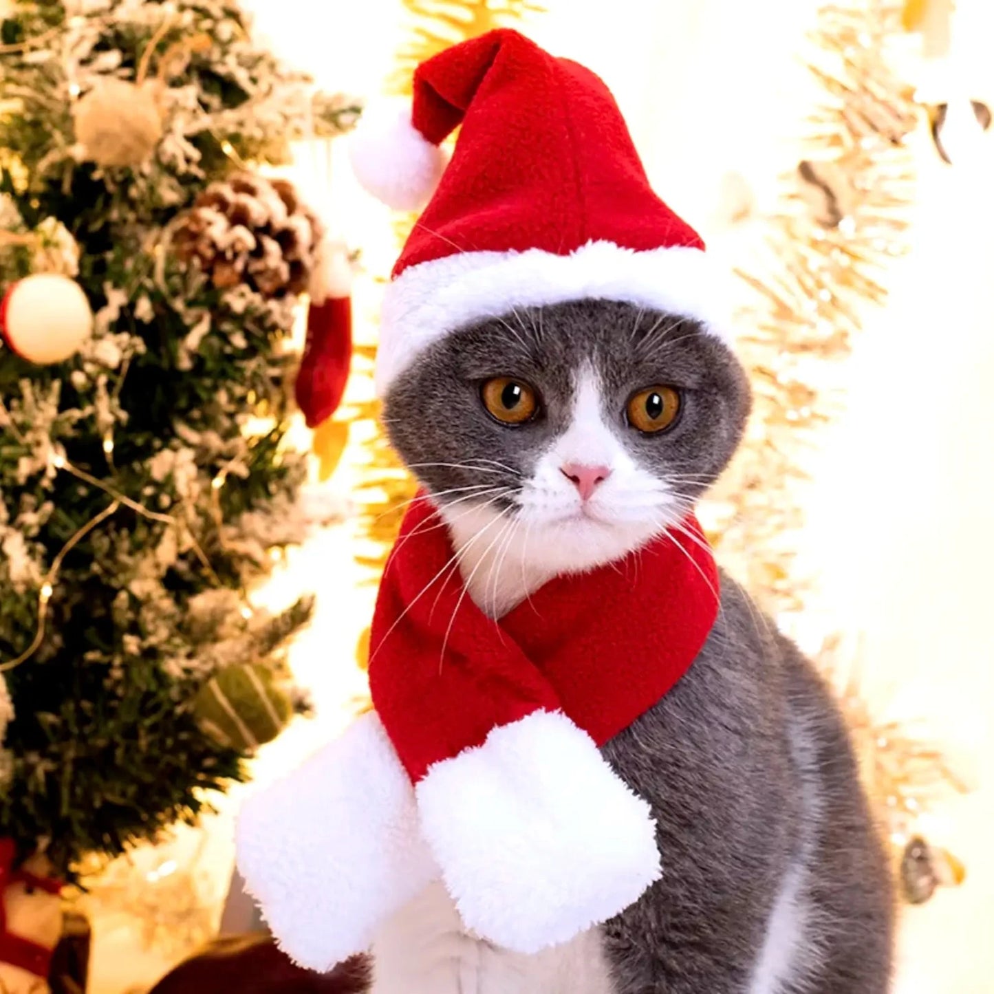 Hund och Katt Julmössa / Halsduk - djurslottet