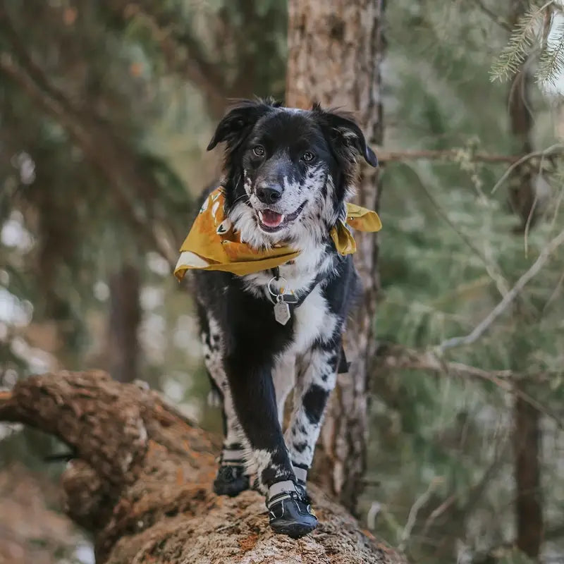 Hundskor Vinter,
Skor Till Hund Snö, SnowGrip Vattentäta Hundskor (Reflekterande) - Djurslottet