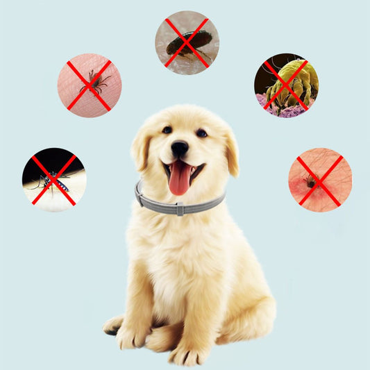 Fästingskydd För Hund, 
Fästinghalsband För Katt, TickSafe Fästingshalsband - djurslottet