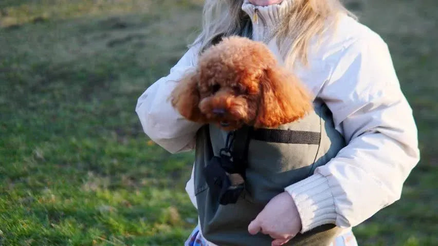 Så här reser du tryggt med din katt eller lilla hund – utan stress