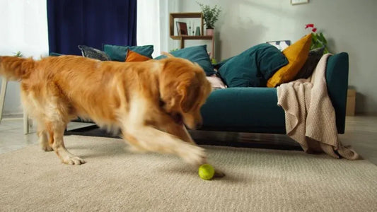 Aktivera din hund: Vikten av mental och fysisk stimulans