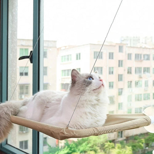 Experttips för ett Stimulerande Liv för Din Katt