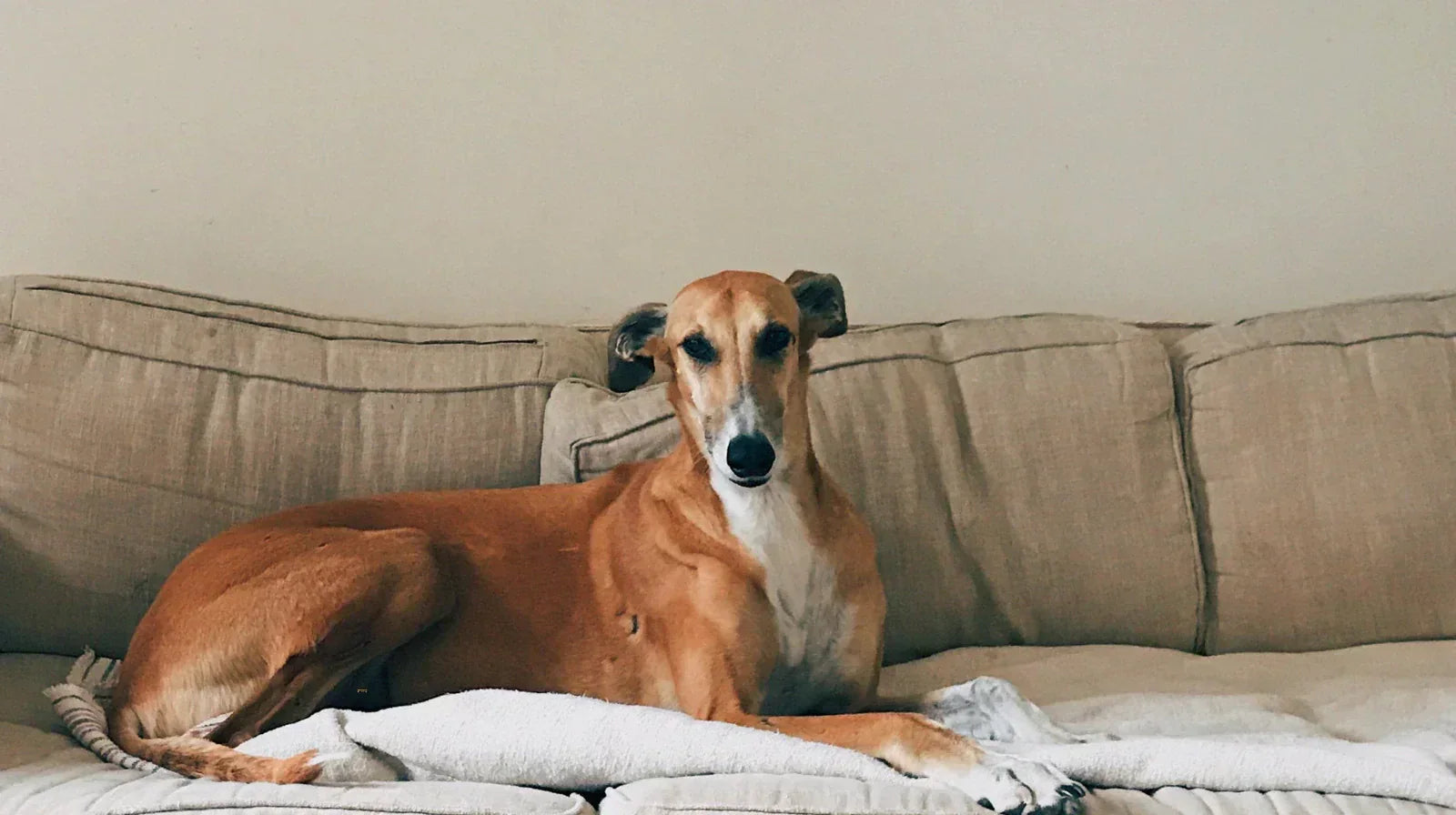 Så förbättrar en upphöjd säng din hunds hälsa