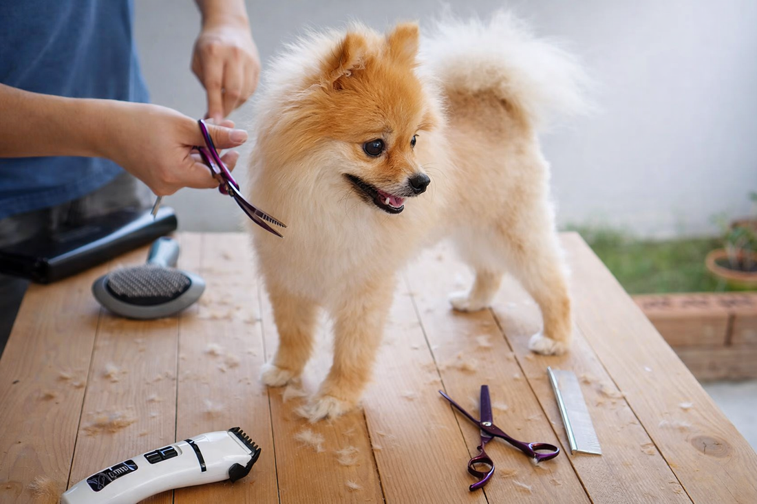 Så håller du ditt husdjur stilla vid trim