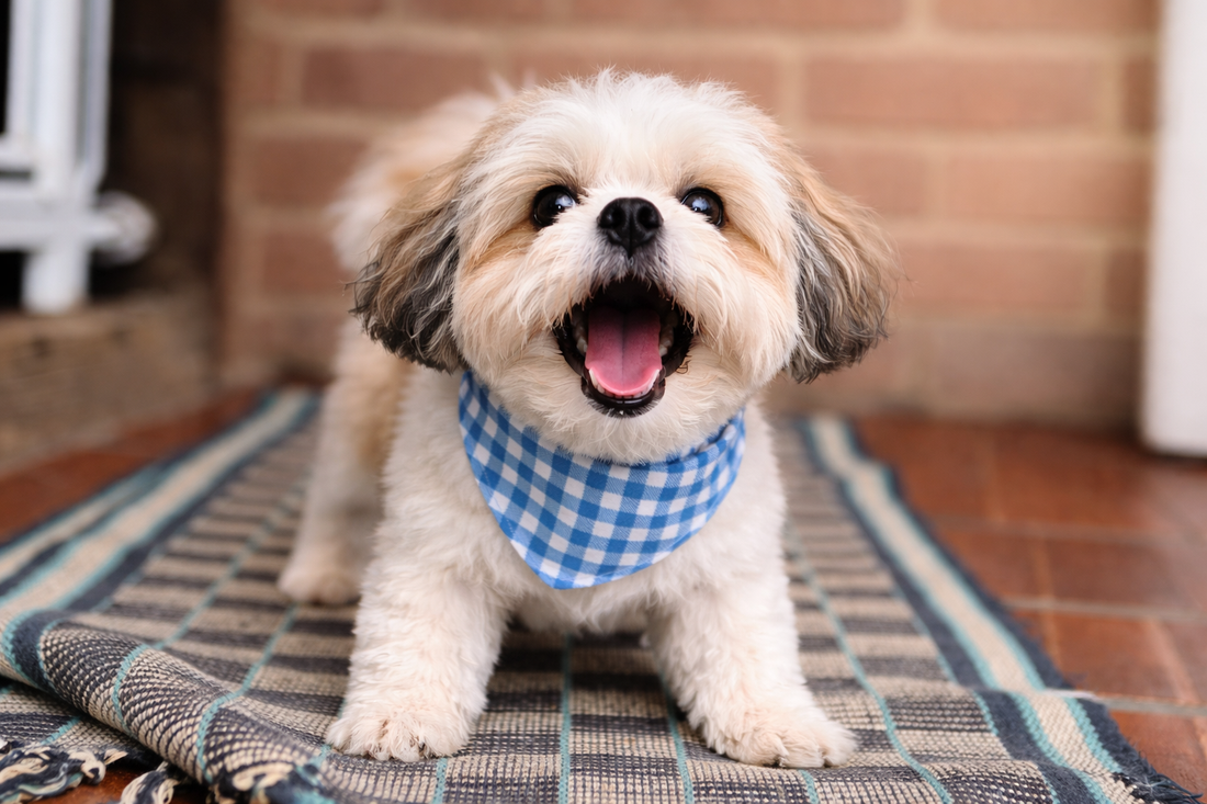 Det många hundägare gör fel vid överdrivet skällande
