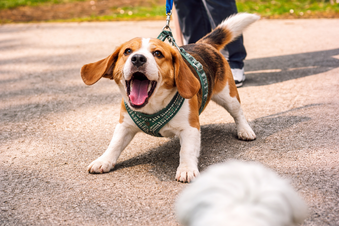 Så här skapar du trygghet för din hund i offentliga miljöer