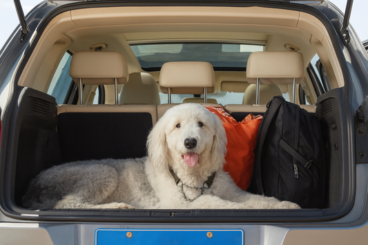 Köp inte en hundbur för bilen innan du läst detta