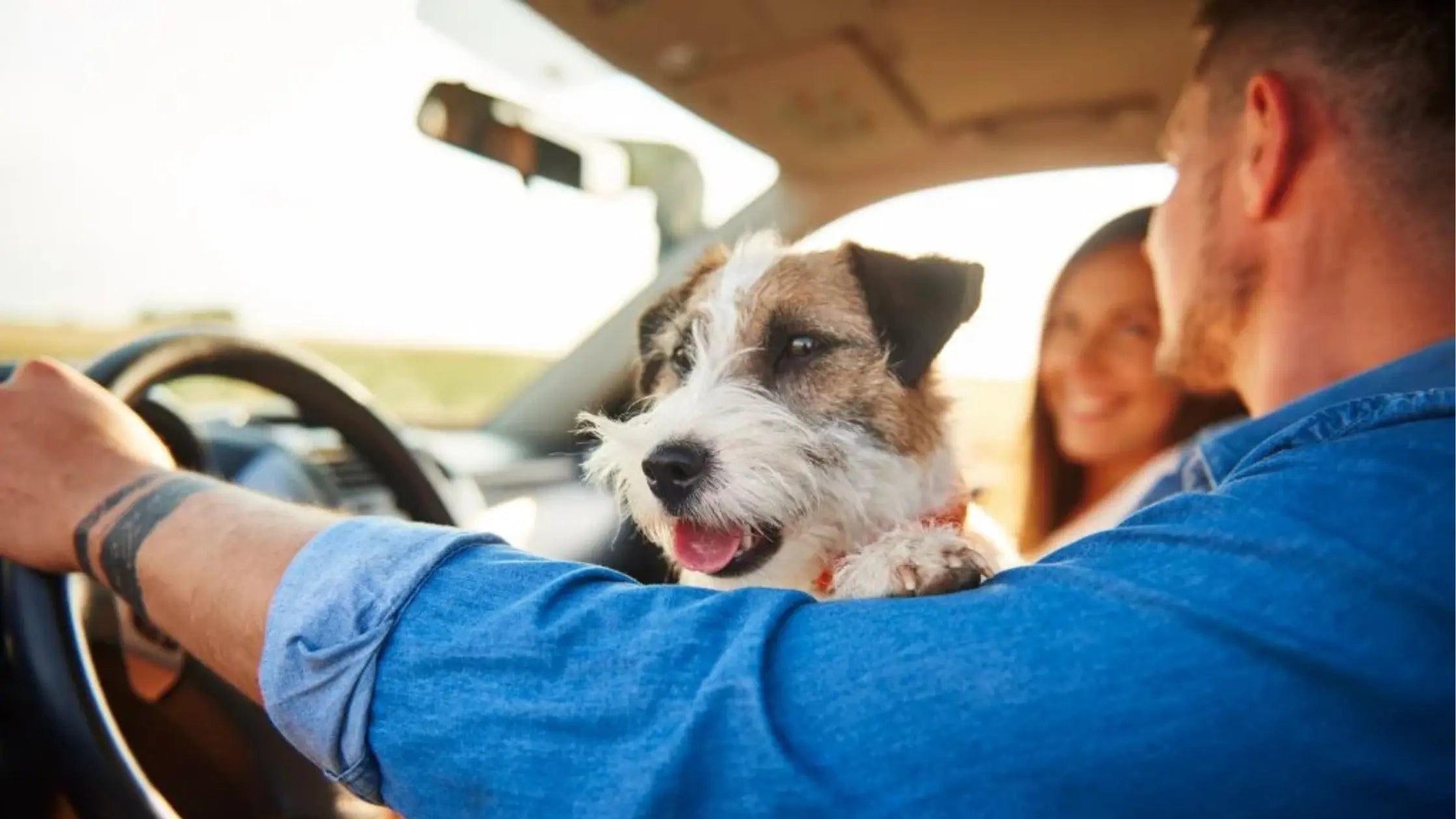 Så transporterar du ditt husdjur säkert i bilen – Tips och rekommendationer