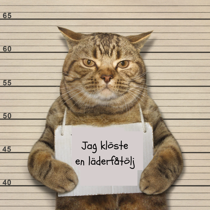 Detta är hur du skyddar dina möbler och samtidigt håller din katt nöjd