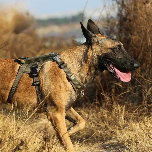 Här är tips på vilken dragsele du behöver skaffa till din hund