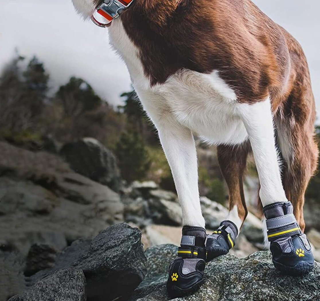 Reflekterande & vattentät hundskor & tasskydd - Djurslottet