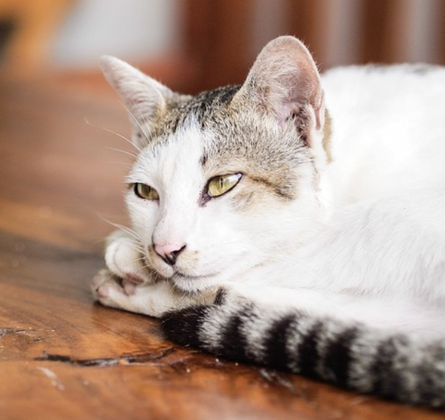 Understimulerad katt - Tips på hur du aktiverar din katt