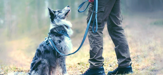 Få din hund att sluta dra i kopplet - Djurslottet