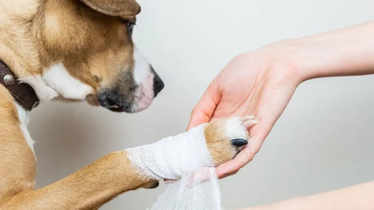 Så här skyddar du din hunds leder: Undvik skador från höga hopp