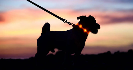 Så här håller du din hund säker under nattliga promenader