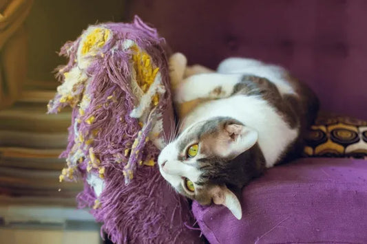 Så här skyddar du dina möbler: Ge katten rätt att klösa