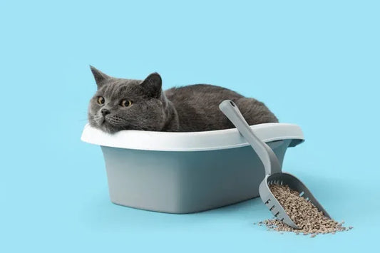 Så här håller du kattlådan luktfri och trivsam – varje dag
