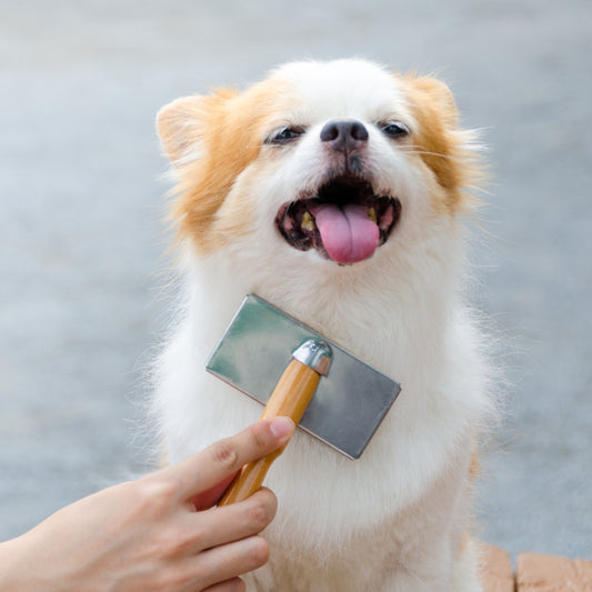 Så här får du din hunds päls att skina och hålla sig frisk