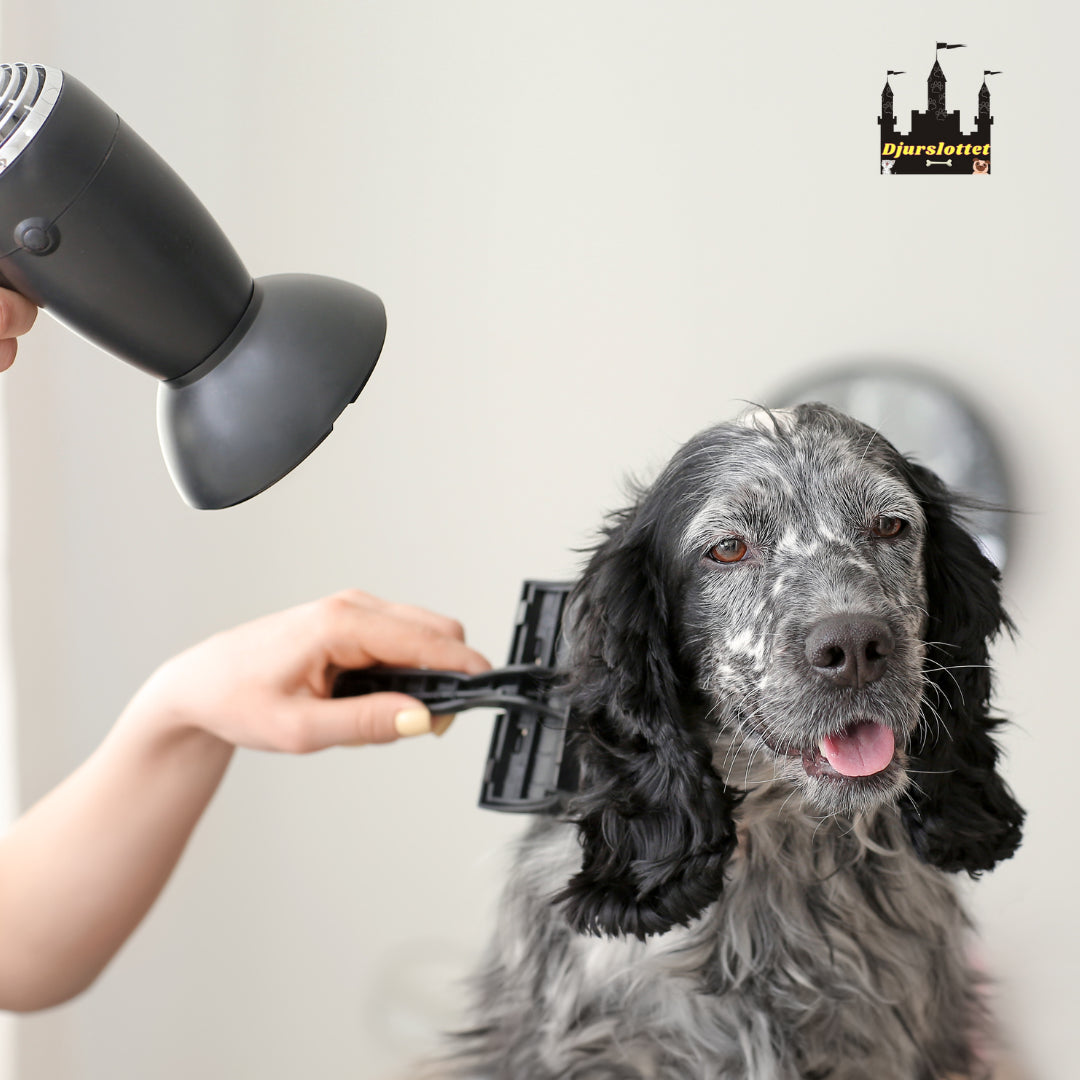 Så här torkar du ditt husdjur effektivt och stressfritt