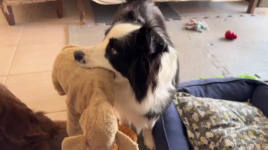 Detta är det bästa sättet att ta hand om din hunds tänder och munhygien