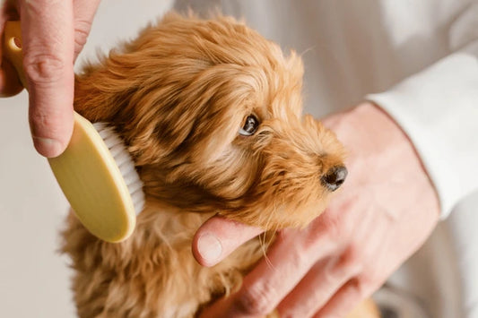 Så tar du hand om din hund eller katts skötsel på bästa sätt