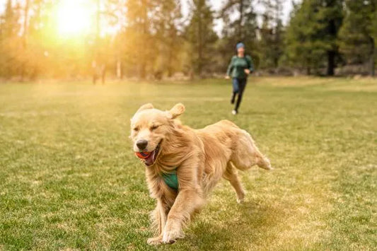 Detta är hur du får en tryggare och roligare löptur med din hund