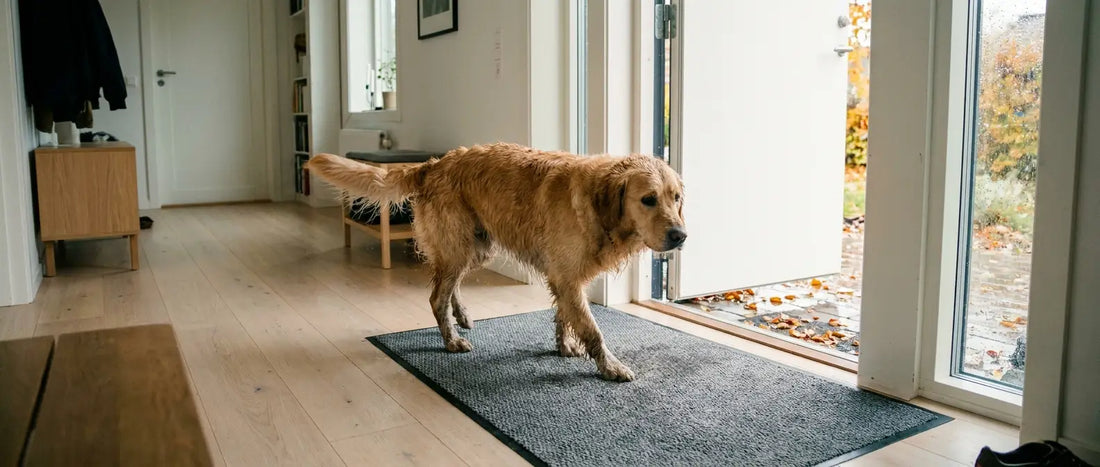 Blöt golden retriever kliver in på en grå absorberande tassmatta i en ljus hall - Djurslottet