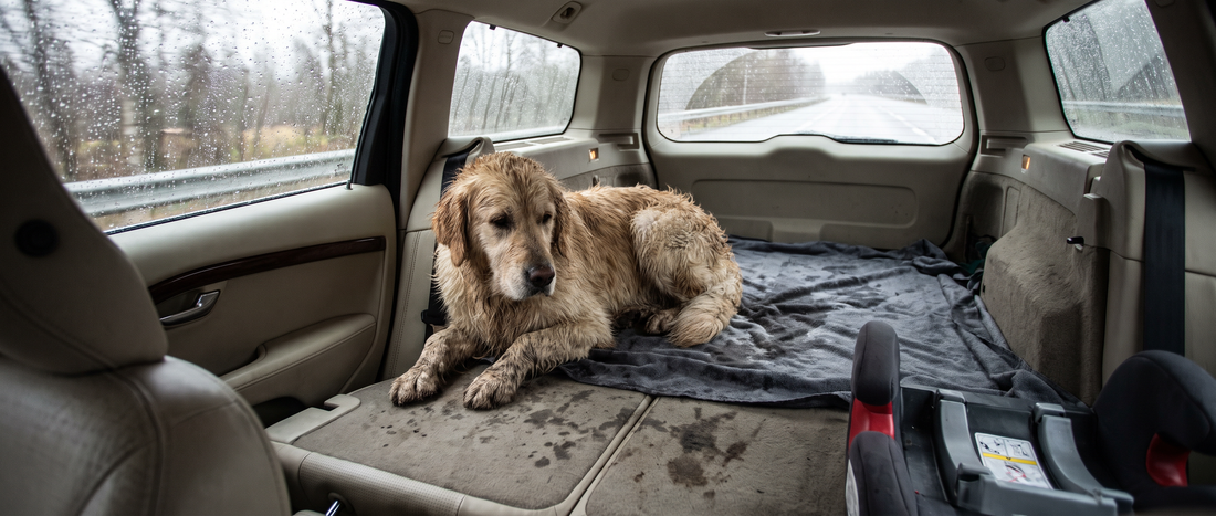 Blöt hund sitter i bilen efter regnpromenad - Djurslottet