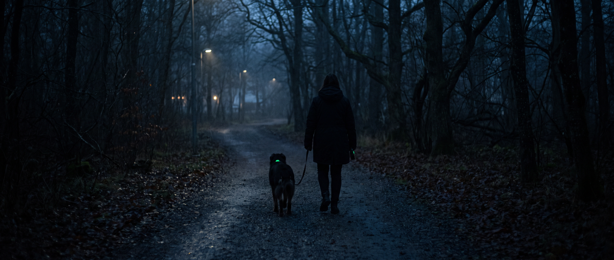 Hund knappt synlig i mörker trots reflexhalsband på kvällspromenad - Djurslottet