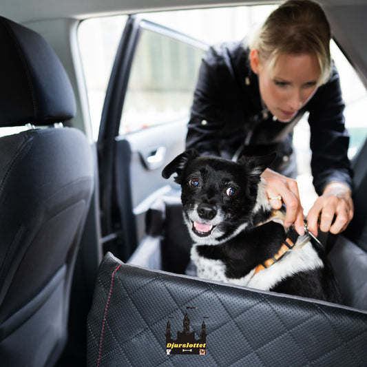 Så här håller du din hund säker under bilresor: Expertens tips och råd