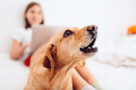 Minska skällandet hos din hund effektivt - Djurslottet