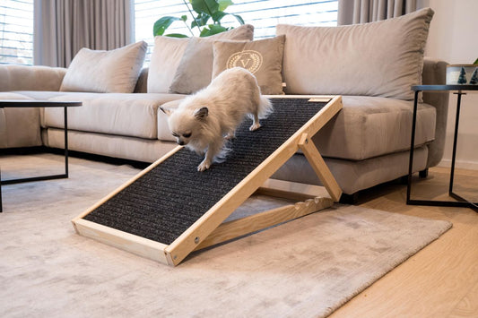 Så lindrar du din hunds ledproblem – 6 effektiva tips