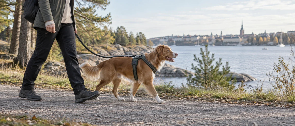 Hund på lugn promenad i välpassande sele - Djurslottet