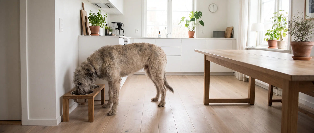 Hundskål på ställning används av en stor hund i ett ljust kök - Djurslottet