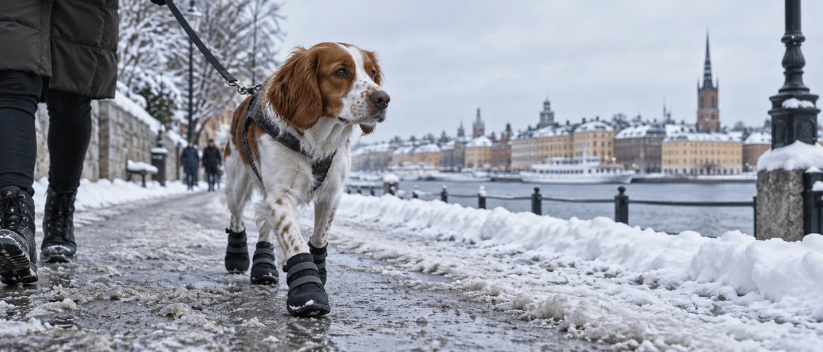 Hund med skyddande hundskor på vintrig gångväg - Djurslottet