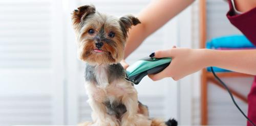 Varför behöver du ett grooming kit för ditt husdjur?