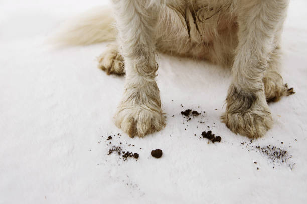 Så här håller du din hunds tassar rena och friska efter promenader