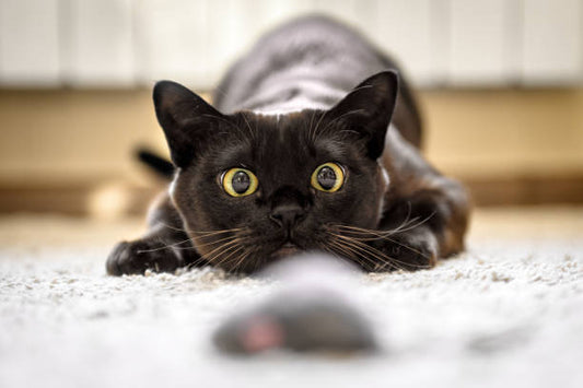 Så här stimulerar du din innekatt och motverkar tristess