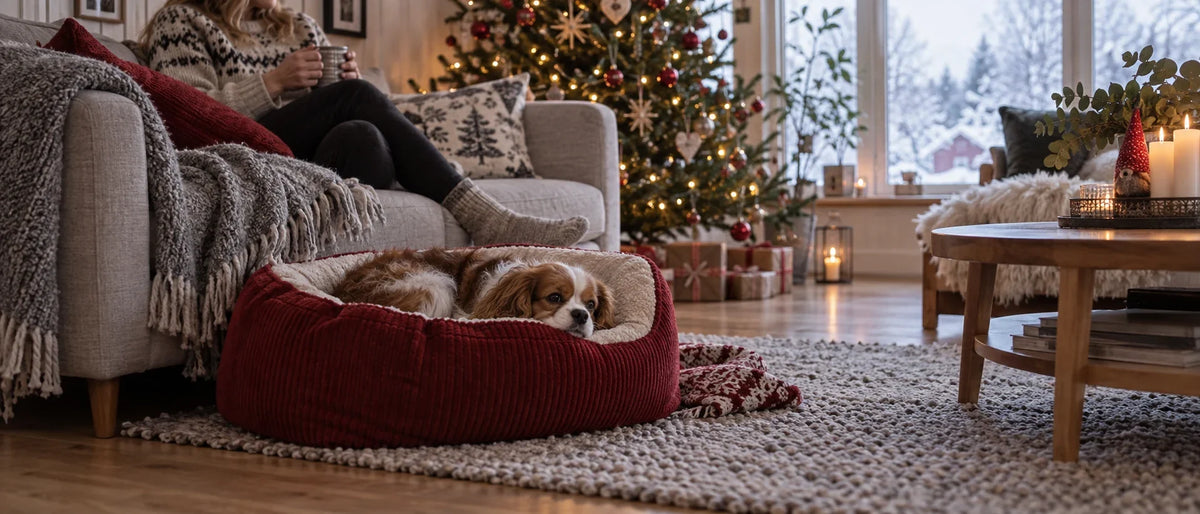 Hund vilar i mjuk bädd i ett svenskt vardagsrum under jul - Djurslottet