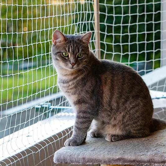 Så monterar du ett kattnät på balkongen: En guide för kattsäkerhet - Djurslottet