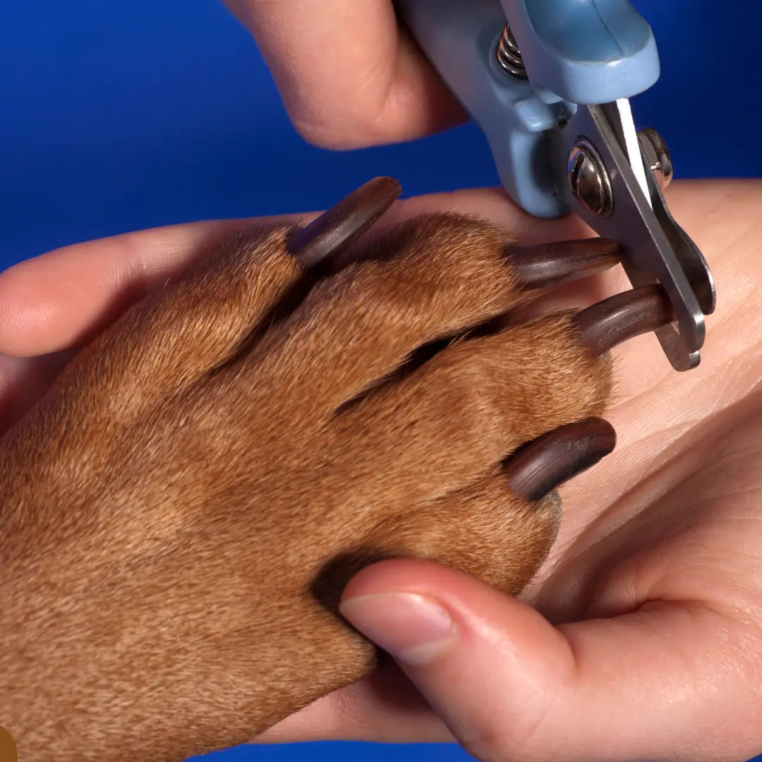 Självslipande Klobräda för Hund