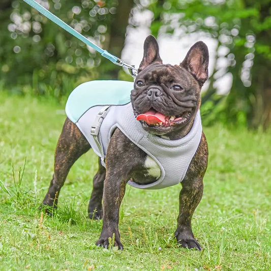 Nödvändiga sommartips för hundägare