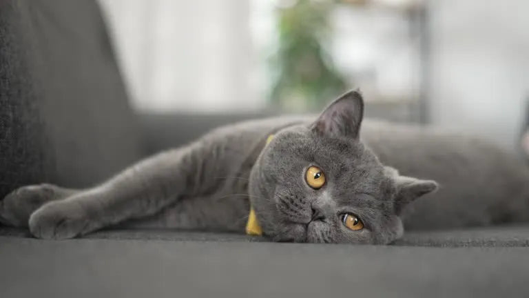 Hur motionerar man en innekatt? – Tips för en aktiv och glad katt