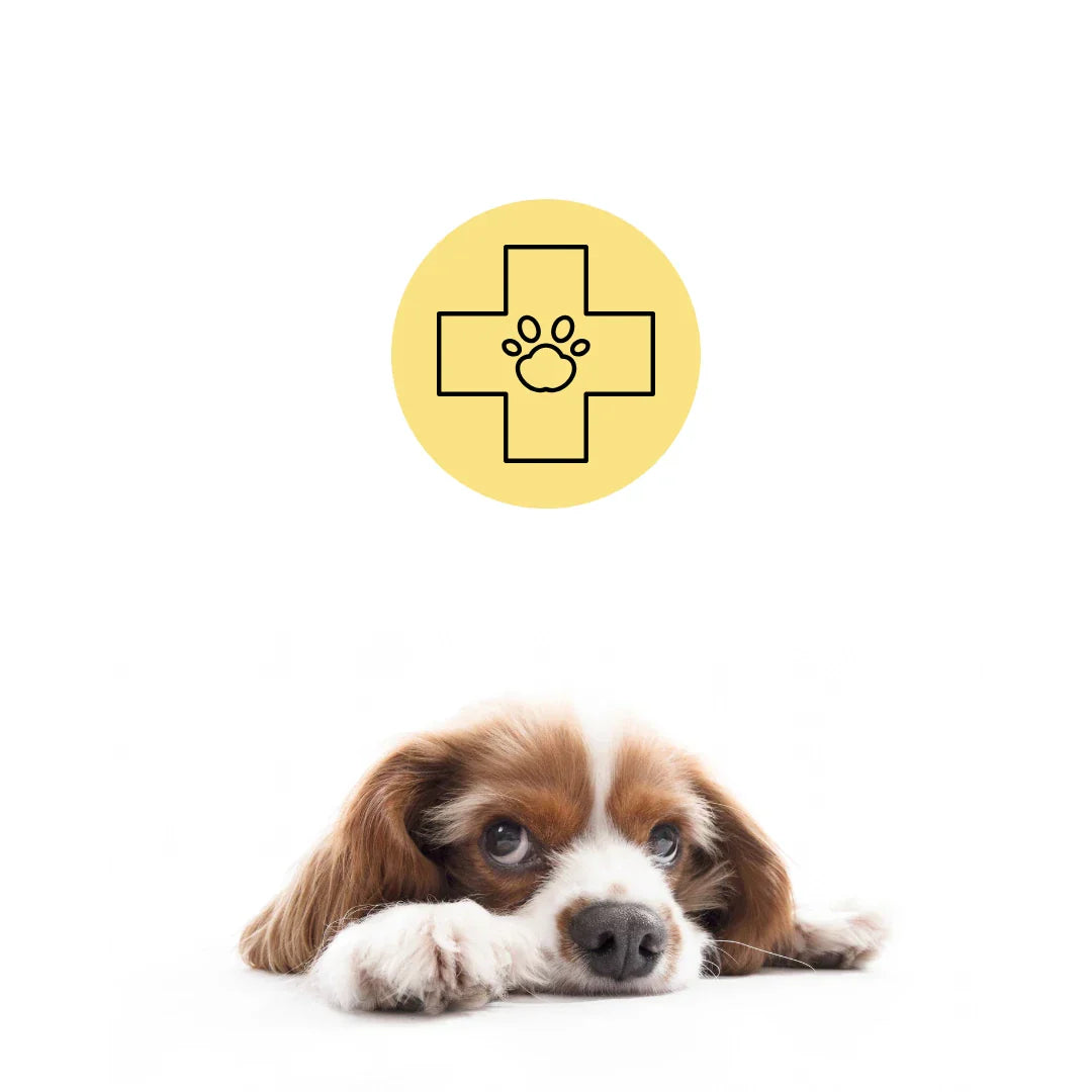 Apotek hos Djurslottet - Vårdprodukter & Kosttillskott för Hundar och Katter | Djurslottet