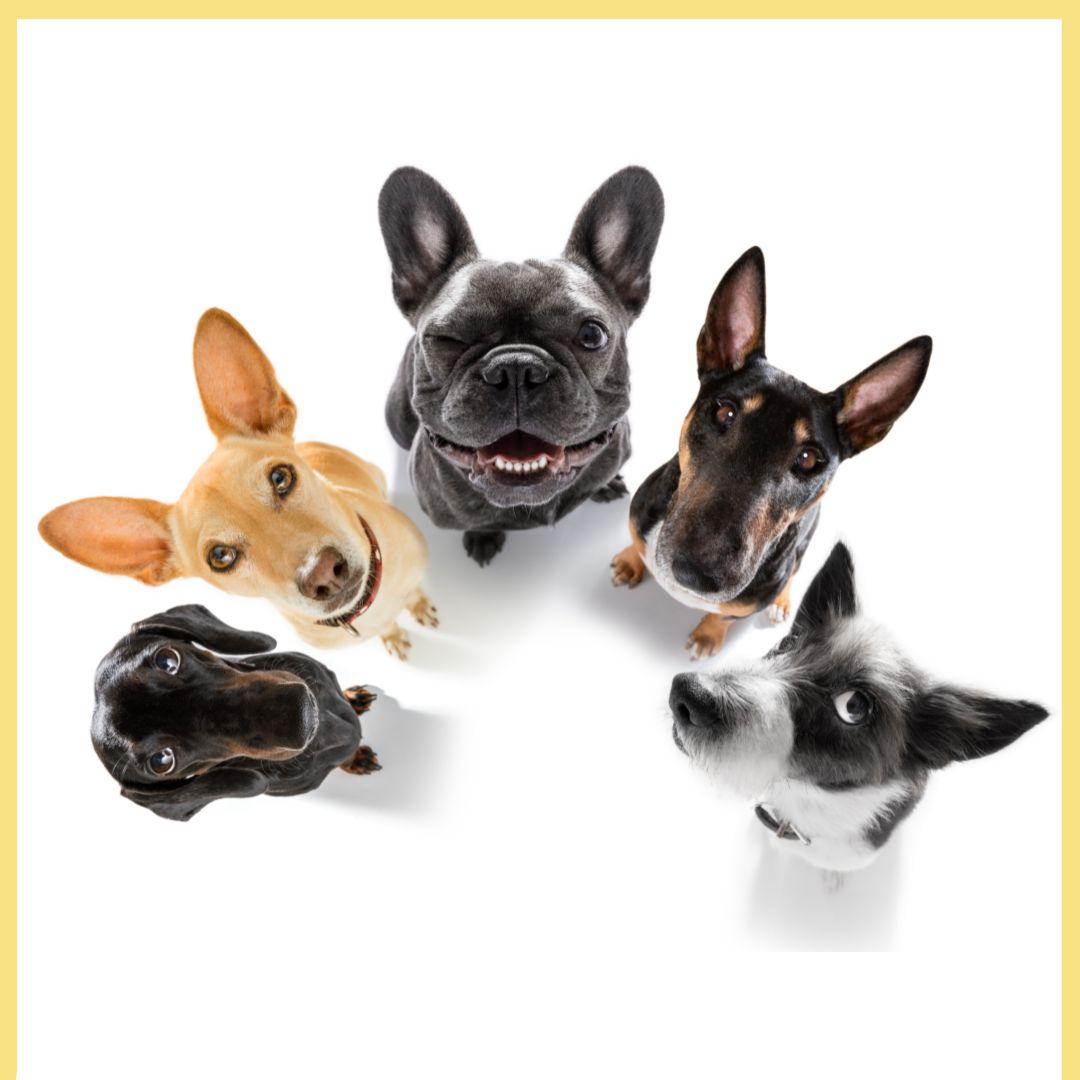 Utforska alla våra hundartiklar och tillbehör för din hund - Allt från antiskällhalsband till borstar, bäddar, hundsele, hundleksaker